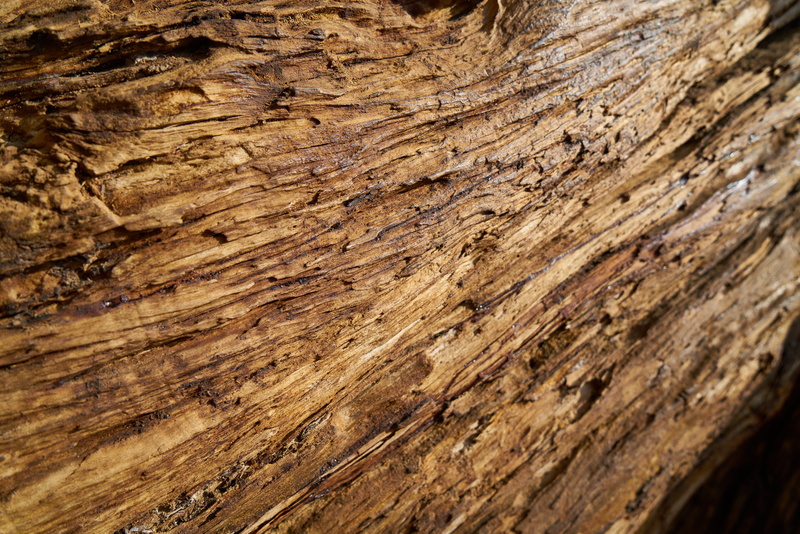 vivid color, motif, brown, table, color image, decor, tree, shell, background, textured, backgrounds, color, natural pattern, plant bark, day, detail, texture