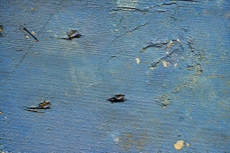 copy space, old wall, animals in the wild, wood-fibre boards, abstract pattern, composition, detail, beauty in nature, full frame, swimming, old, animal