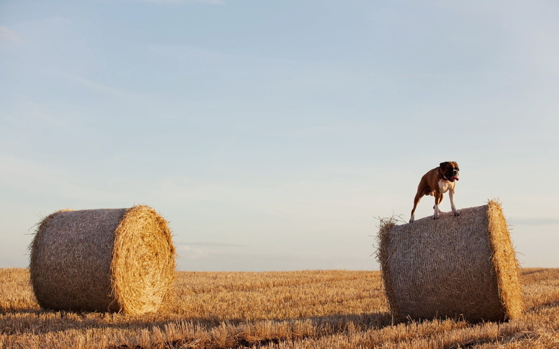 meadow, two, straw, tranquility, horizon Over Land, dry, 2K, bulldog, agriculture, rolled Up, blue, wheat, plant, scenics, gold Colored, people, farm