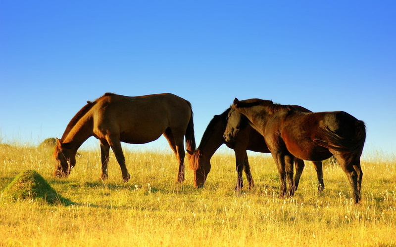 rural Scene, animal themes, pasture, sunset, domestic, herd, nature, plant, wildlife, animal wildlife, non-Urban Scene, green Color, summer, horses, animal