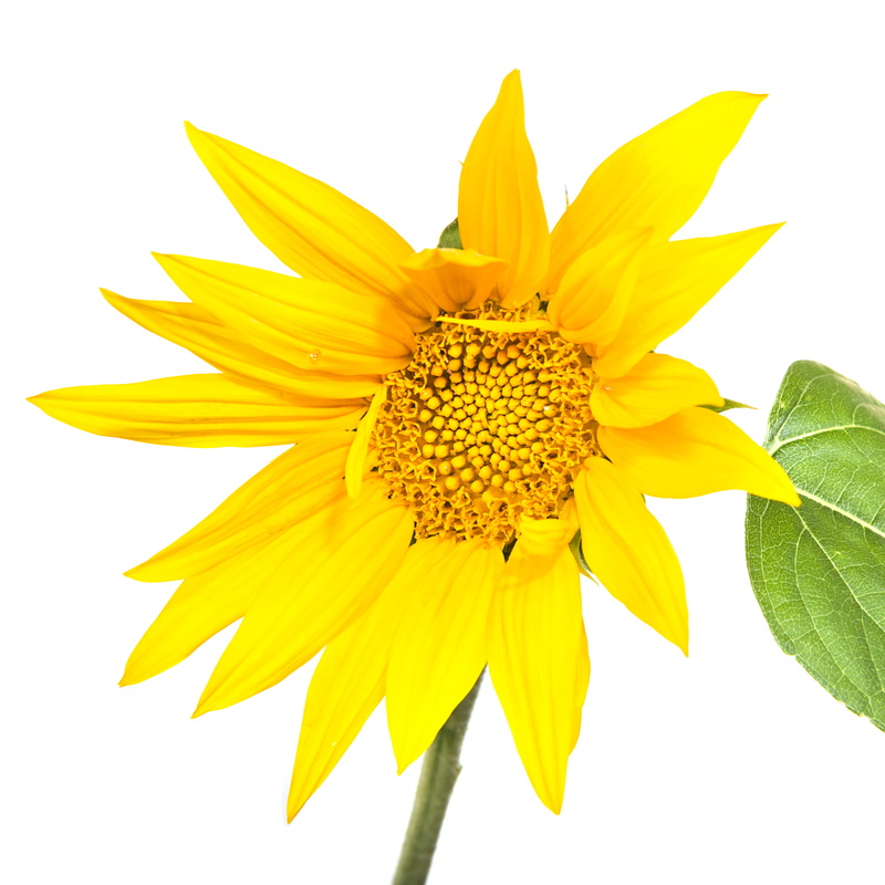flower head, flowering plant, natural, beauty in nature, country, sepal, yellow, garden, macro, freshness, renewable, vulnerability, energy, fragility