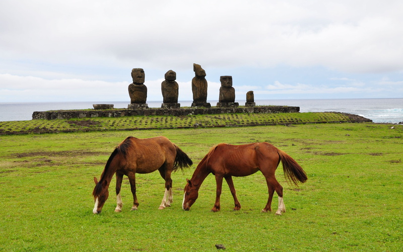 sky, rural Scene, beauty In Nature, brown, 4K, sea, meadow, horse, herbivorous, two, group of animals, vertebrate, statues, horses, field, farm, plant