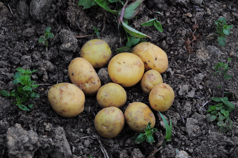 potatoes field, no people, vegetable, potatoes, potato, 4K, land, field, food and drink, growth, agriculture, food, healthy lifestyle, high angle view