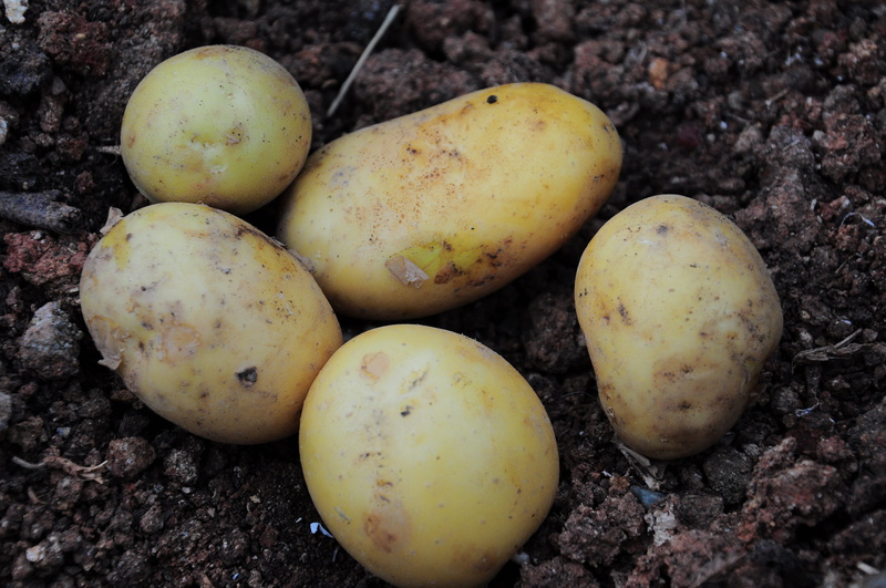 4K, close-up, potato pictures, food and drink, potato, healthy eating, healthy lifestyle, potatoes field, food, raw food, yellow, outdoors, freshness