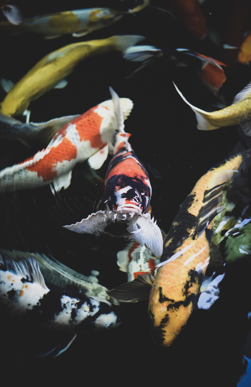 animal themes, swimming, sea, no people, koi, color, vertebrate, group of animals, animal wildlife, undersea, animal, marine, carb, animals in captivity