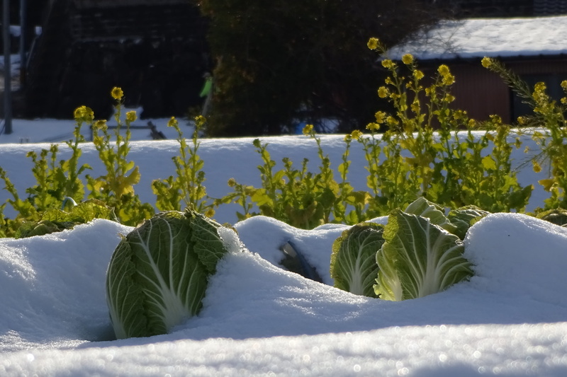 vegetables, nature, japan landscape, growth, vegetable cultivation, green color, tranquility, day, plant, no people, early spring, focus on foreground