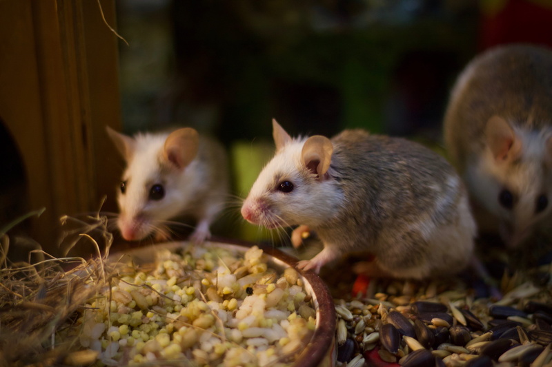 mammal, plant, mouse, whisker, domestic animals, bean, rodent, day, animal themes, produce, close-up, bird feeder, seed, rat, vegetable, selective focus
