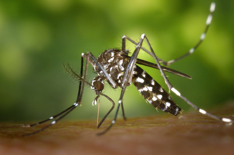 outdoors, mosquito, insect, poisonous, 2K, extreme close-up, ant, aedes albopictus, animals in the wild, animal, animal themes, macro, no people, day