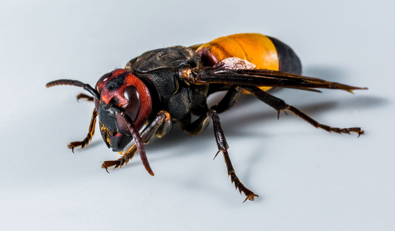 animal wildlife, animal body part, insect, Bee, 4K, aggression, close, orange color, public domain, sting, one animal, Close up, animal leg, no people