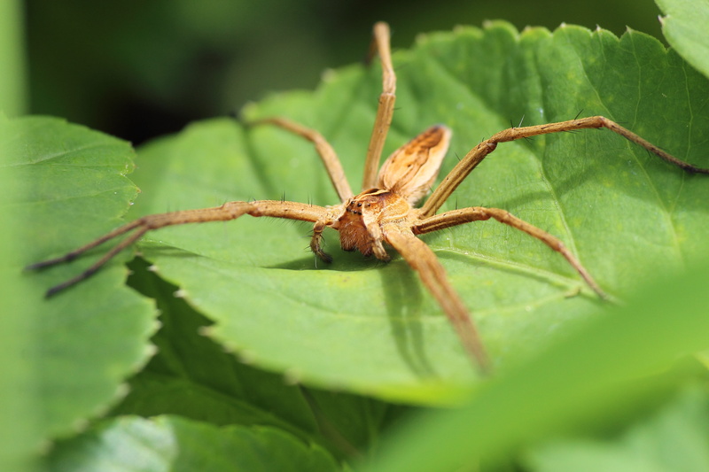 insect, nature, animals in the wild, animal body part, plant part, List, close-up, list spider, sun, animal leg, arthropod, wildlife, close, plant, green color