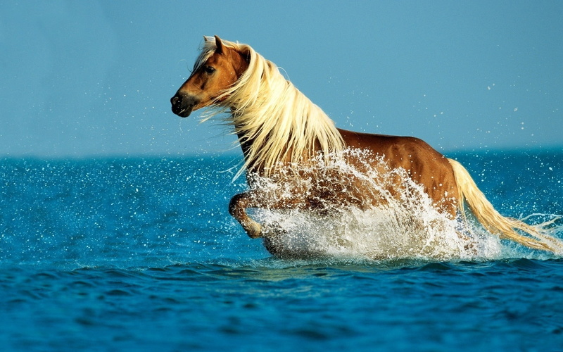 pets, sky, brown, 1080P, spray, speed, walk, splashing, animals in the wild, no people, beauty In Nature, summer, dog, freedom, blue, motion, side view