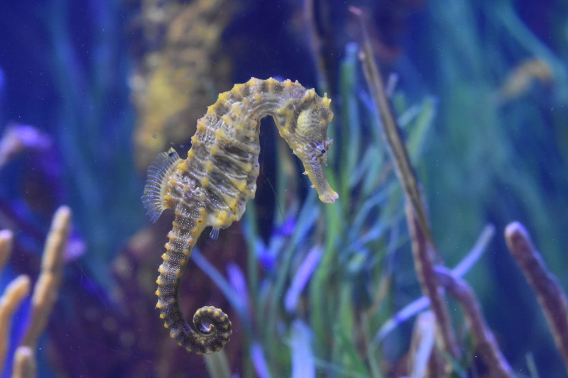 nature, swimming, animal themes, no people, ecosystem, poisonous, animals in the wild, animal, coral, animal wildlife, sea, marine, water, animals in captivity