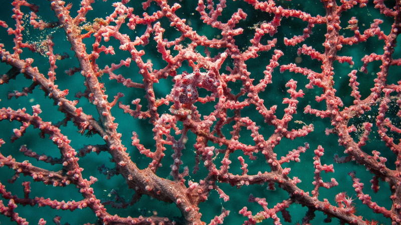 p, 1080p, disguise, fishes, 1080P, horse, hd, corals, sea