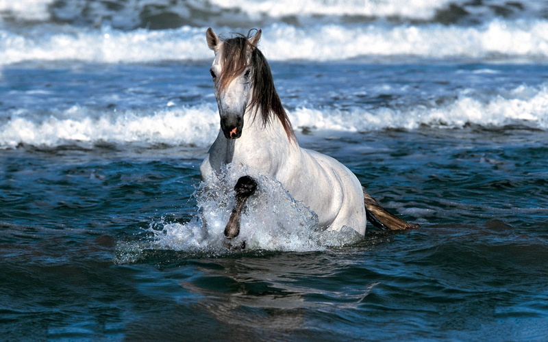 jumping, pets, one Animal, wave, blue, domestic, summer, fun, marine, animals And Pets, sea, horse, day, white, water, mammal, brown, animal, splashing