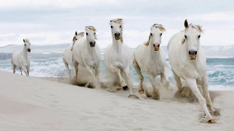 nature, land, 1080P, cold temperature, animal, run, domestic Animals, animals And Pets, snow, animal themes, water, farm, mammal, outdoors, horses, vertebrate