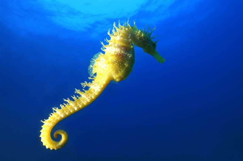 invertebrate, floating on water, animal wildlife, 5K, underwater, sea, seahorse, yellow, animal, sea life, animal themes, close-up, animals in the wild
