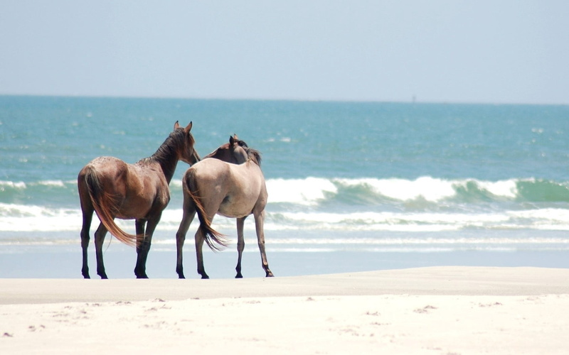 horizon over water, nature, mammal, horizon, outdoors, animals In The Wild, wildlife, arabia, travel Destinations, animals And Pets, travel, beach, camel