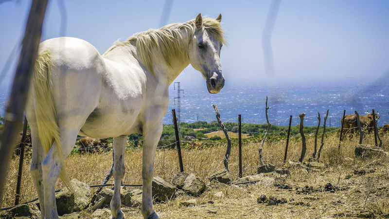 herbivorous, animal, tarifa, wildhorse, no people, animal wildlife, landscape, ranch, vertebrate, wildlife, nature, animal themes, pets, environment, plant