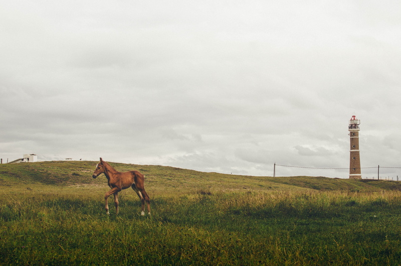 uruguay, mammal, livestock, one animal, coast, summer, grass, travel, plant, no people, animal wildlife, horse, vacation, environment, vertebrate, ocean