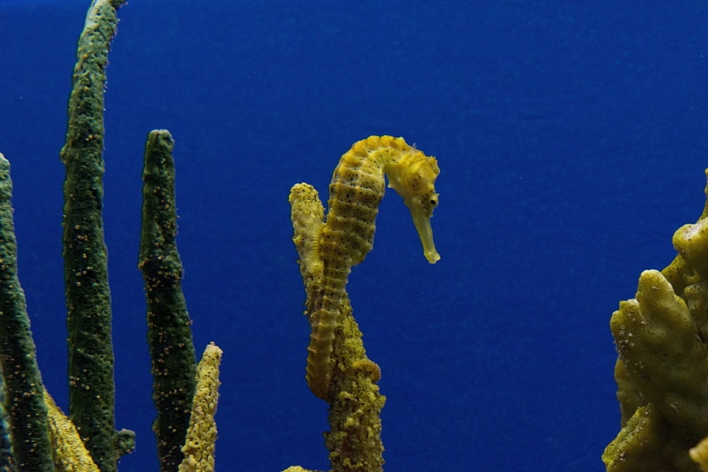 animal wildlife, water, no people, sea horse, yellow, sea, animals in the wild, animal, blue, underwater, marine, green color, deep, animal themes, seahorse
