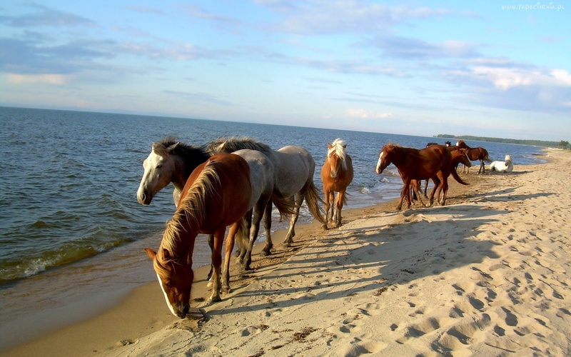 pasture, horse, summer, livestock, animal themes, group of animals, agriculture, domestic animals, horizon over water, pets, beach, vertebrate, sand, mare