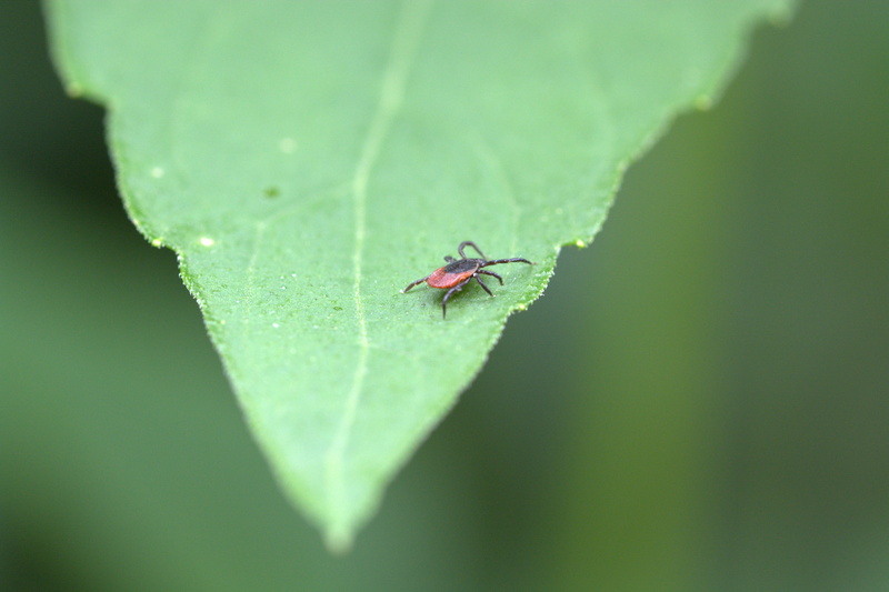 no people, selective, 5K, plant, zoology, close, invertebrate, animal themes, deer, animal wing, mite species, selective focus, photography, close-up