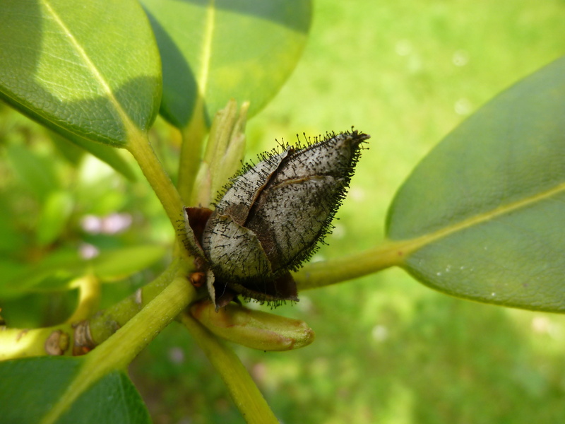 butterfly, plant, animal, rhododendron, plant part, rhododendron cicada, focus on foreground, mushroom, animal wing, pycnostysanus azaleae, harmful pathogens