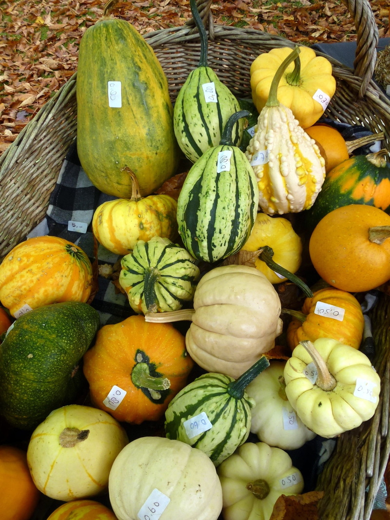 collection, healthy eating, abundance, food and drink, freshness, crop, thanksgiving, happy, halloween, Squash, fresh, variation, autumn, outdoors, fall