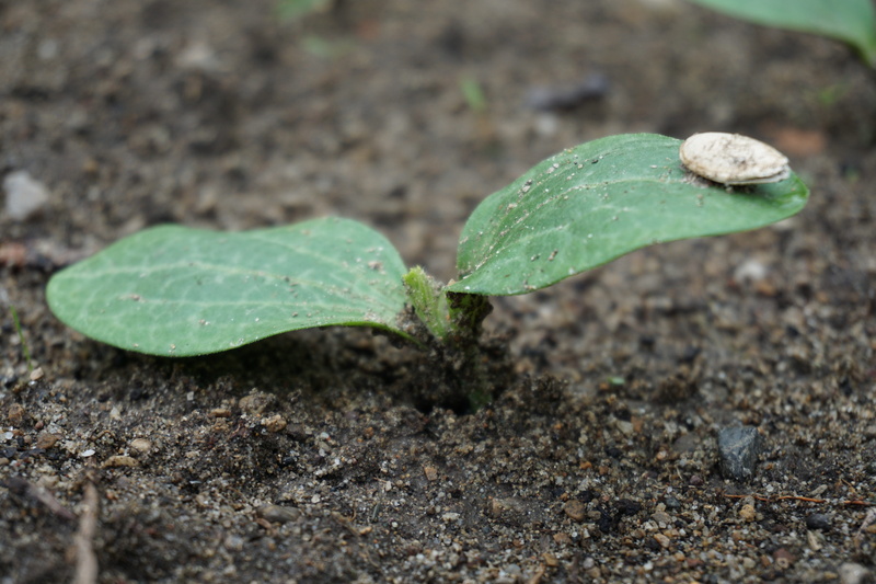 no people, 5K, seed, close-up, leaf, freshness, day, nature, floorplan, courgette nano, garden, vegetables, vulnerability, beauty in nature, growth, land