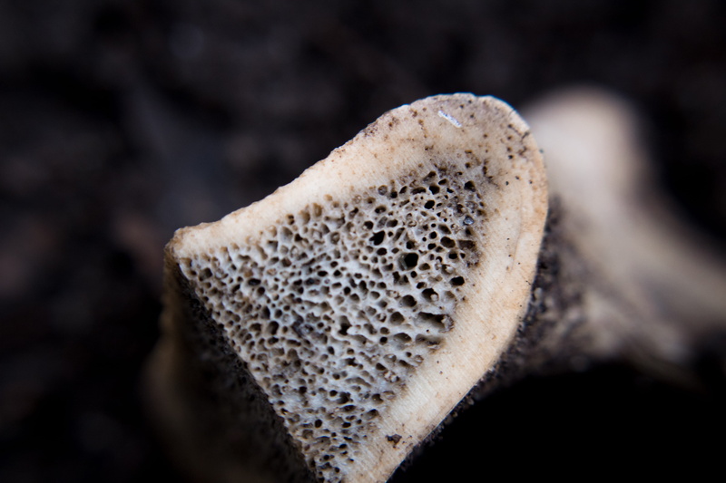 bone, beauty in nature, food, texture, natural pattern, 5K, fungus, fruit, indoors, creepy, nature, marrow, studio shot, healthy eating, close-up, mushroom