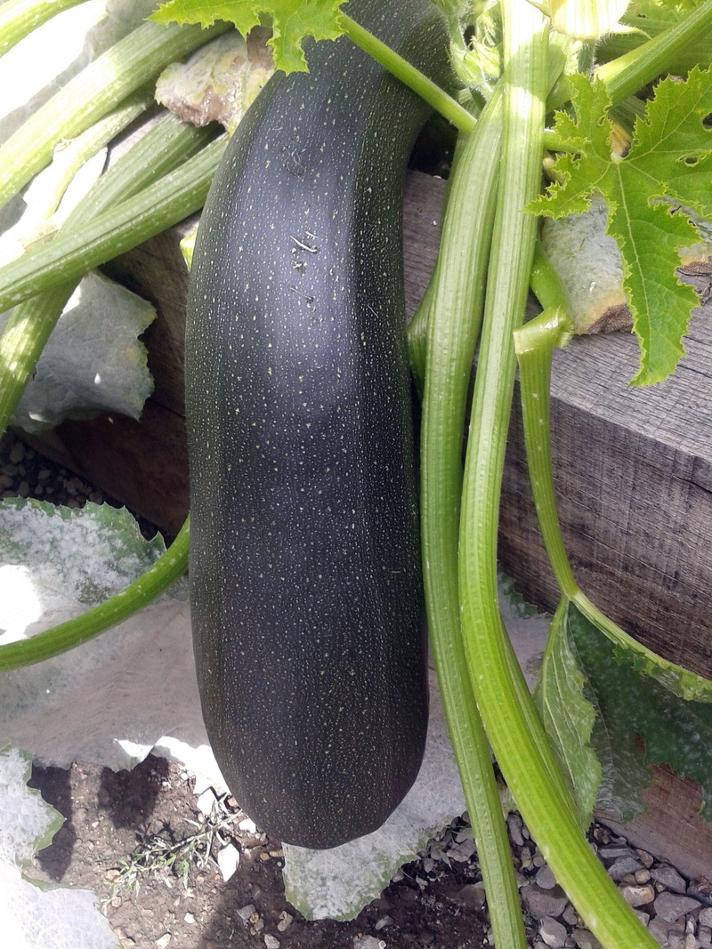 green, marrow, garden, green color, gardening, farm, fresh, outdoors, courgette, healthy, 2K, vegetarian food, wood - material, freshness, day, vegetable