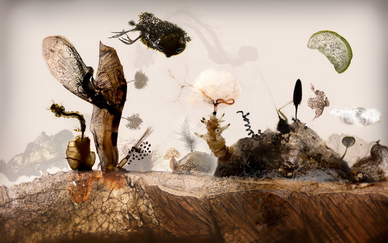 fish, landscape, 1080P, microscopy, meat, insects, seeds