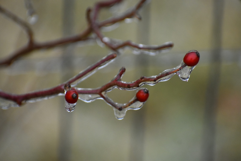 cherry, beauty in nature, flower, fruit, ice, close-up, wet, freshness, animal, nature, rain, invertebrate, photography, raindrop, dew, 5K, vegetation