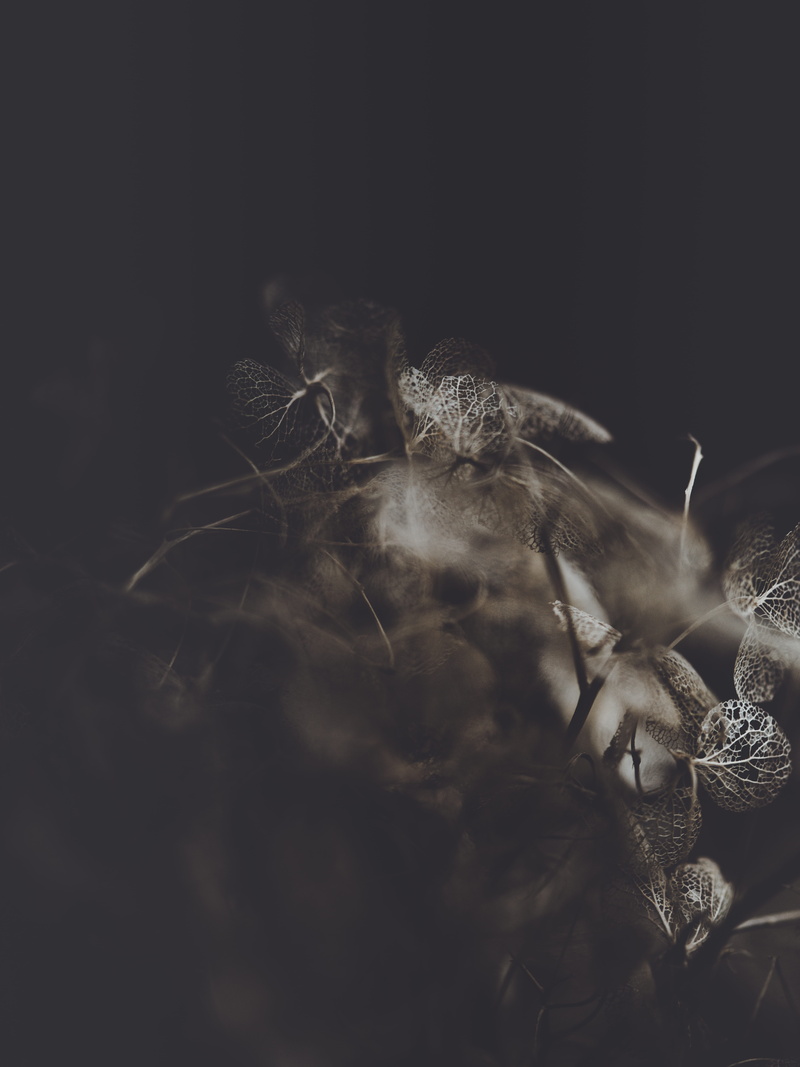invertebrate, grayscale, digital composite, frost, crystal, mammal, indoors, snow, selective focus, flower, gray, arachnid, vegetation, studio shot, representation