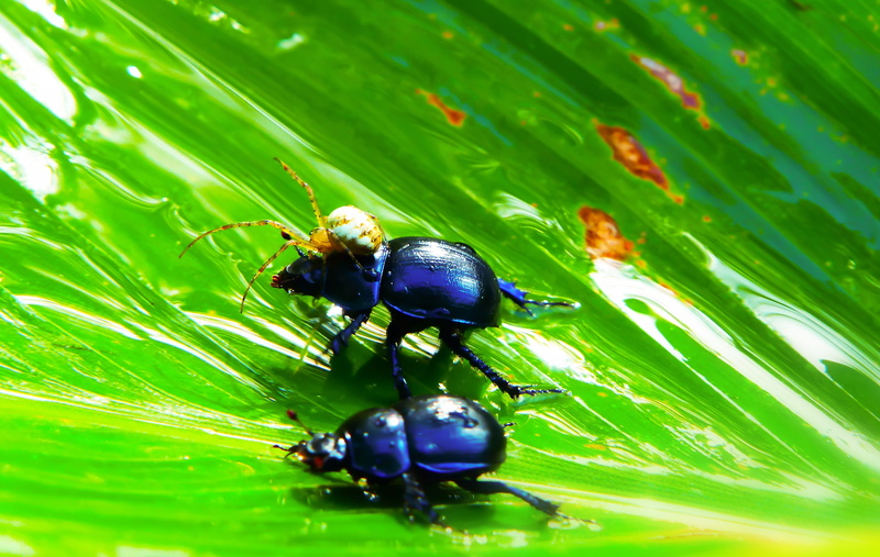 invertebrate, growth, plant part, no people, fragility, hairy, the beetle, animal themes, insect, animal, close-up, the environment, green color, one animal