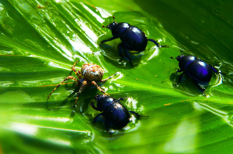 invertebrate, no people, insects, hairy, autumn, alive, animal, food, plant, closeup, green color, growth, victim, selective focus, arachnid, outdoors