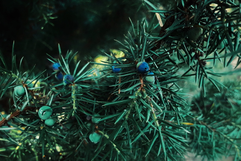 tree, larch, vertebrate, animal, bird, bush, no people, one animal, animals in the wild, comuna slatina, nature, abies, fir, spider, high angle view, romania