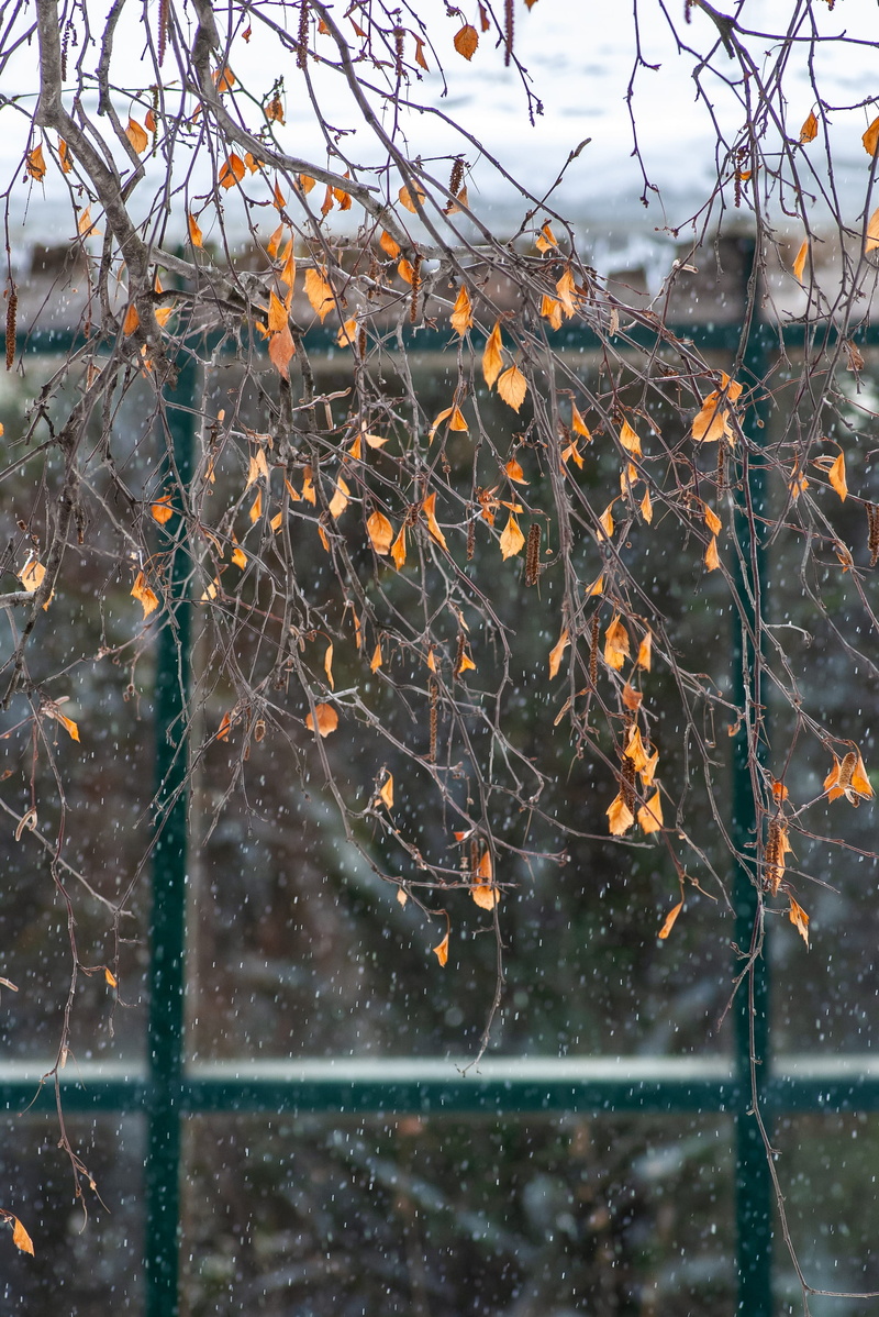 birch, window, complexity, day, vulnerability, branch, tranquility, plant, outdoors, focus on foreground, aptekarskiy ogorod, spider web, invertebrate