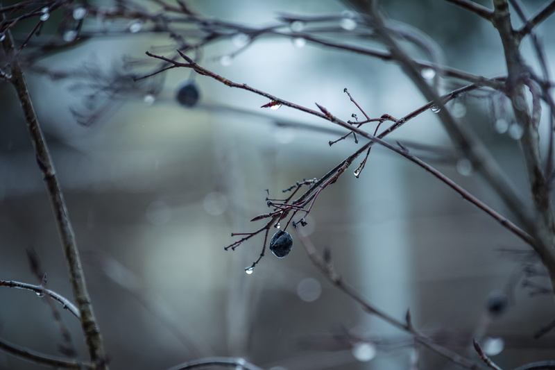 droplet, winter, focus on foreground, day, nature, leaf, banister, one animal, animal themes, arachnid, twig, scenery, insect, ice, plant, no people, snow