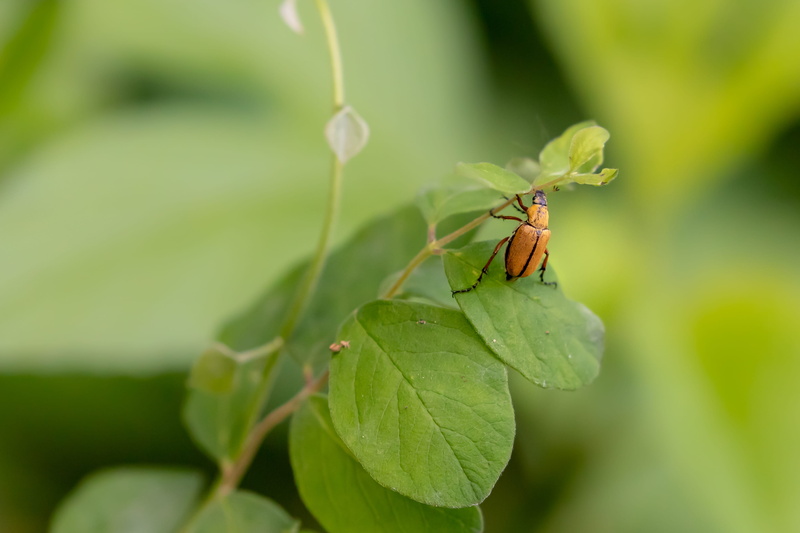 food, no people, spider, butterfly, animals in the wild, growth, 4K, green color, one animal, blossom, animal wildlife, colleyville, invertebrate, animal themes