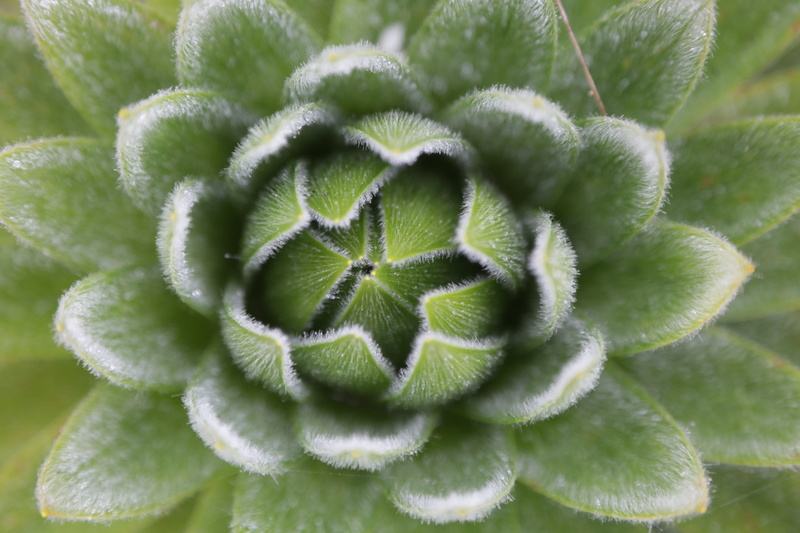 plant, leaf, pattern, nature, outdoors, natural pattern, day, full frame, growth, spider, vegetation, directly above, no people, flower, arachnid, close-up