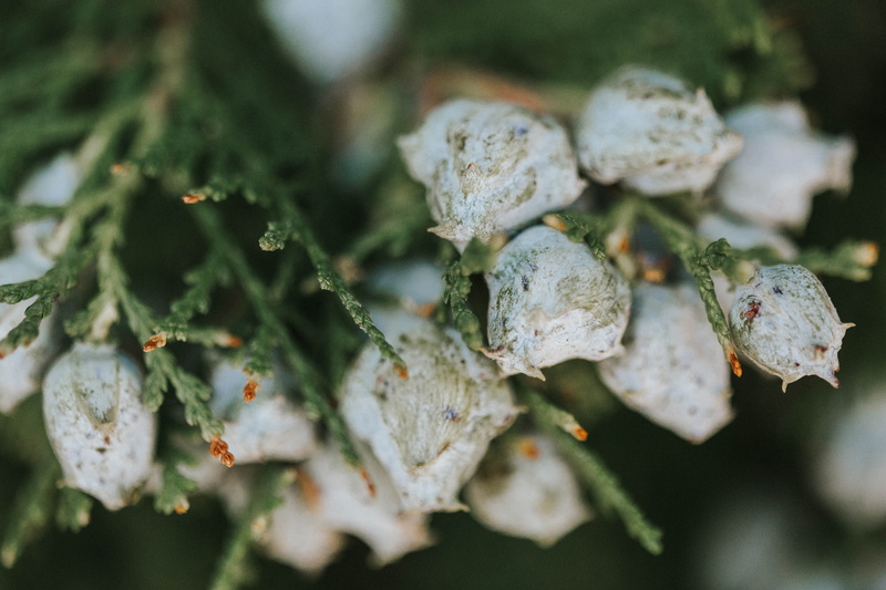 leaf, conifer, droplet, food, pollen, animal, day, close-up, food and drink, focus on foreground, 5K, garden spider, flower, plant, mold, fruit, white color