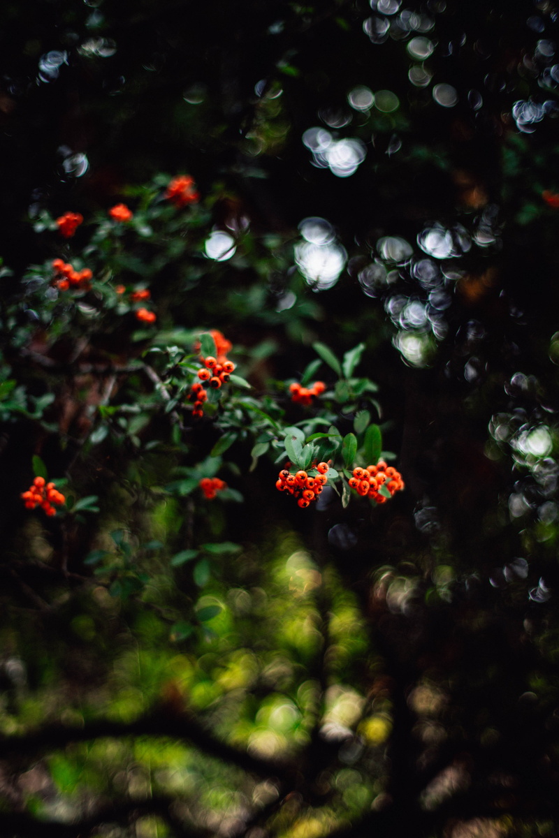 day, produce, flowering plant, vegetation, orange, beauty in nature, christmas tree, selective focus, invertebrate, nature, cherry, red, freshness, scenery