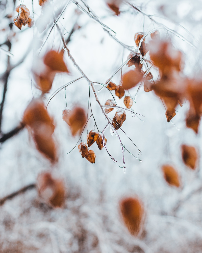 honey bee, tree, bee, beauty in nature, frost, selective, insect, tranquility, ice, growth, winter, fruit, vulnerability, no people, produce, spider, invertebrate