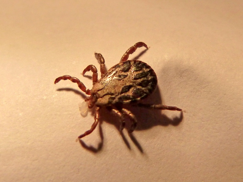 close-up, nature, brown, invertebrate, spider, wildlife, tick, mite, shadow, animals in the wild, crab, full length, animal wildlife, arthropod, one animal