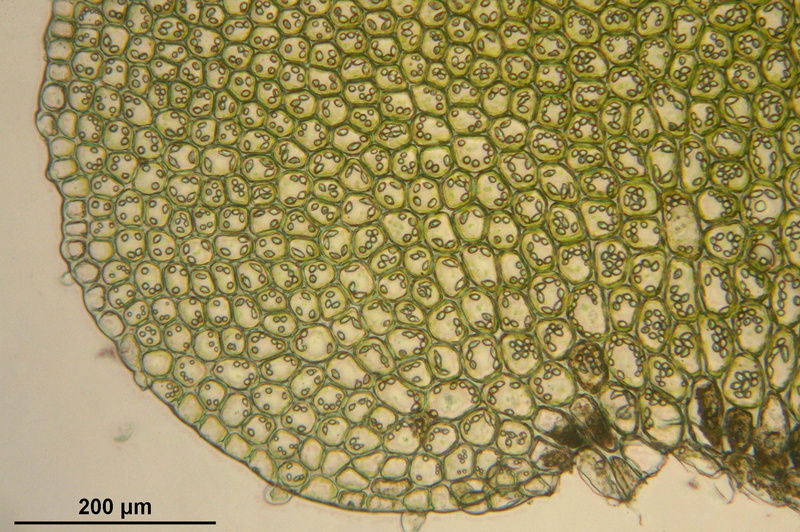 shape, indoors, microscopic, design, 1080P, education, macro, geometric shape, close-up, bazzania trilobata, paper, magnification, research, botany, science