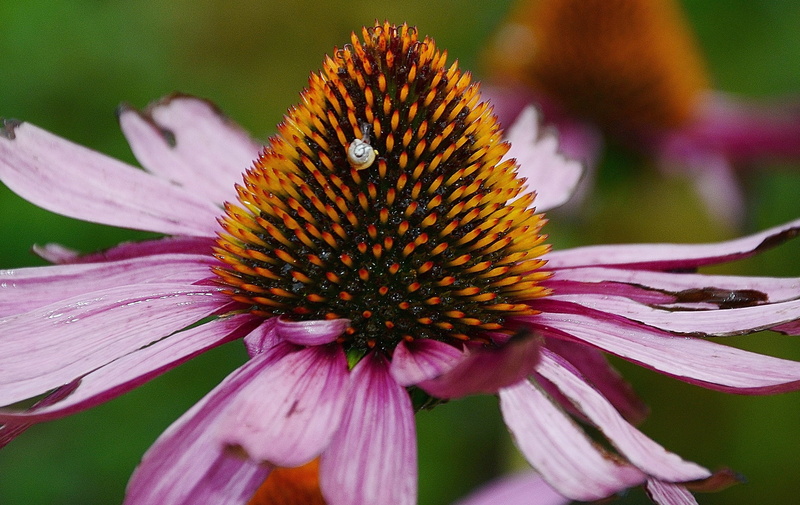detail, inflorescence, focus on foreground, no people, medicinal, natural, pink color, flower, vulnerability, flora, beauty in nature, flower head, freshness