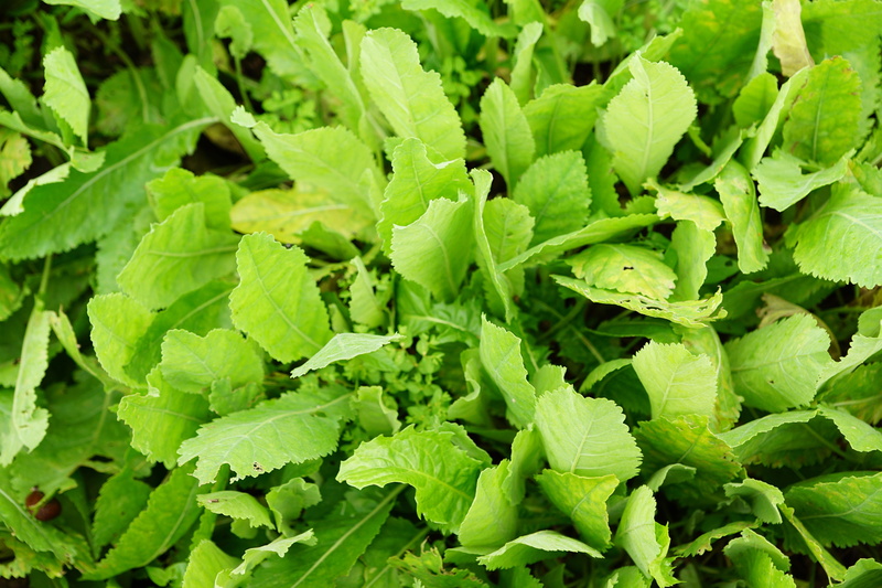 balsamita, healthy eating, green tea, plant part, drink, tanacetum, nature, food, marie leaf, green color, full frame, prevent, herb, winter, growth, eat