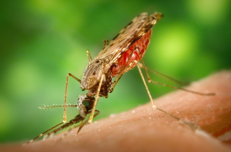 1080P, macro, Mosquito, animals, insect