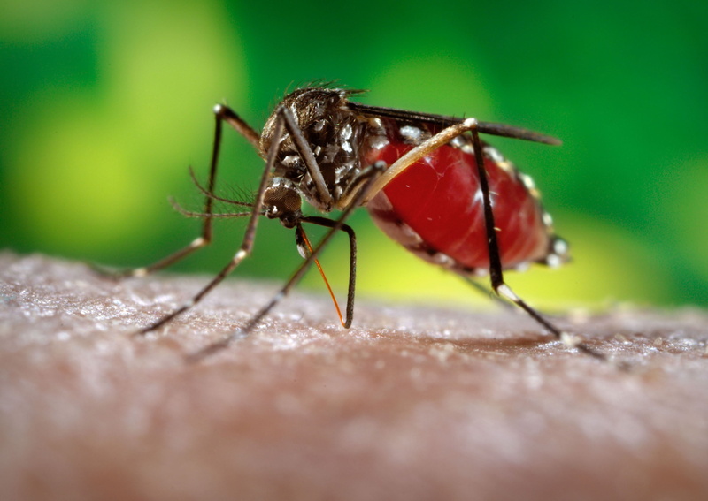 fly, animal wildlife, nature, day, backgrounds, green Color, ant, surface level, brown, mosquito, animal Wing, biology, 2K, plant part, pest, black Color